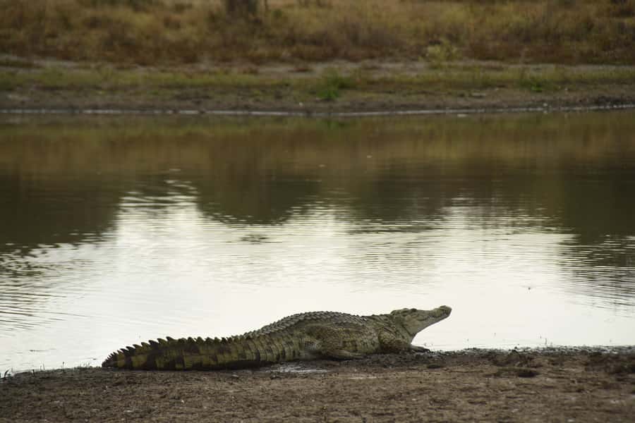 Nairobi National Park Full-Day Tour: Private 4WD with Guide - Is $460 per person good value?