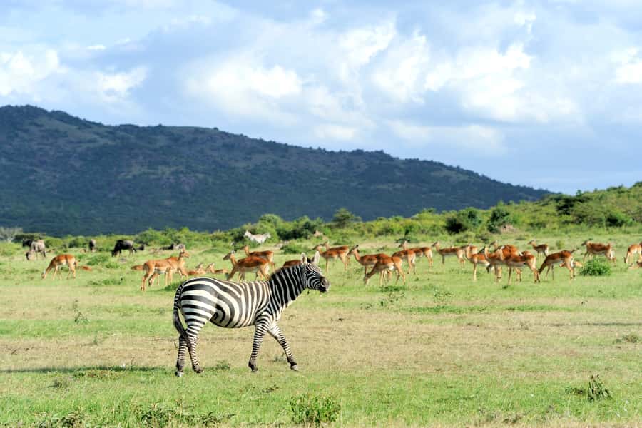 Nairobi National Park Full or Half-Day Tour with Guide - Nairobi National Park, safari country beside the city