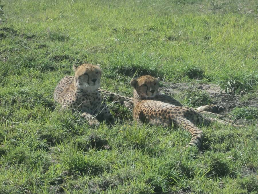 Nairobi National Park Full or Half-Day Tour with Guide - Choosing between the 6 AM, 10 AM, and 1:30 PM starts