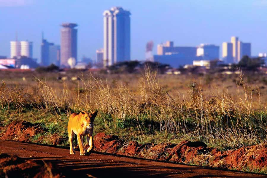 Nairobi National Park Full or Half-Day Tour with Guide - Afternoon safari with dinner and a dance show