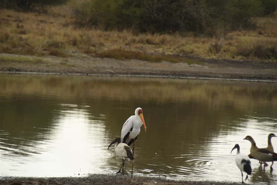 Nairobi National Park Full or Half-Day Tour with Guide - What to bring and who should skip it