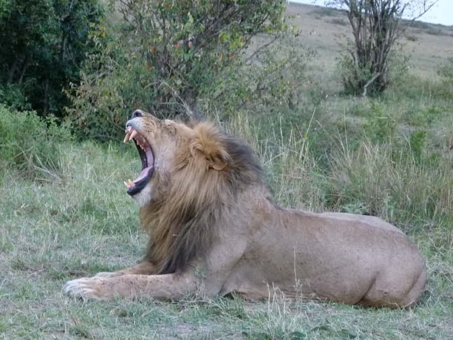 Nairobi National Park Full or Half-Day Tour with Guide - The four-hour game drive and what you may see