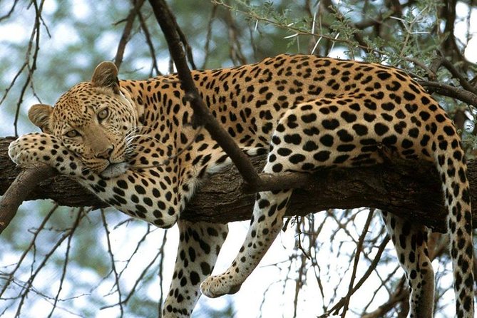 Nairobi National Park game drive. Free Airport pick / drop off. - Pickup, traffic, and the first hour