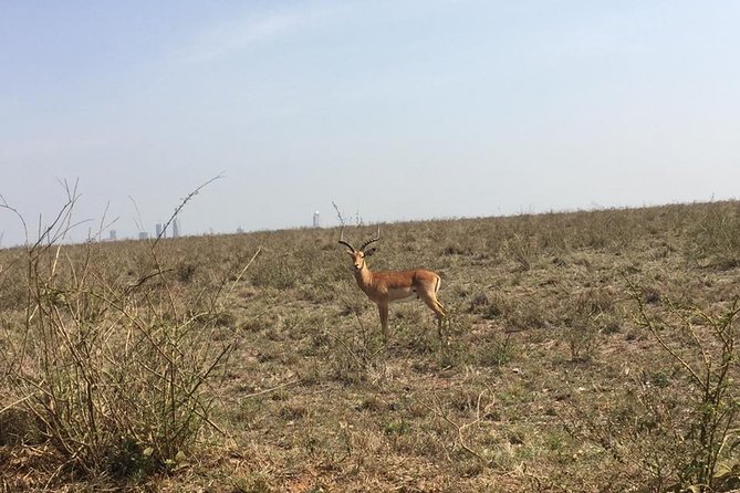 Nairobi National Park game drive. Free Airport pick / drop off. - Morning or afternoon: which departure should you choose?