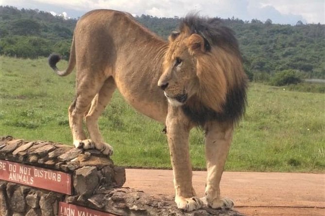 Nairobi National Park game drive. Free Airport pick / drop off. - What the $61 price really covers