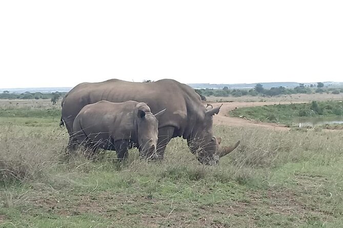 Nairobi National Park game drive. Free Airport pick / drop off. - Small-group claims and vehicle comfort