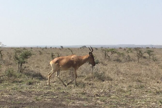 Nairobi National Park game drive. Free Airport pick / drop off. - How this compares with a longer Kenyan safari