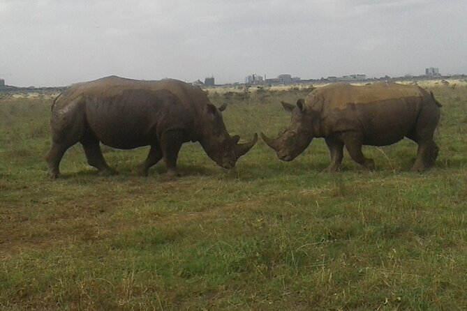 Nairobi National Park game drive. Free Airport pick / drop off. - Entering Nairobi National Park