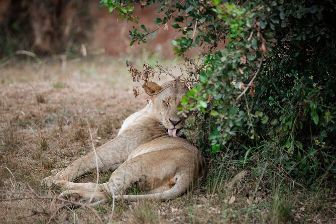 Nairobi National Park Game Drive - Shared Experience in Open Jeep - What the $75 price really covers