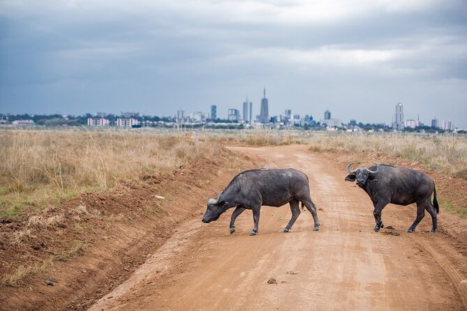 Nairobi National Park Game Drive - Shared Experience in Open Jeep - Meeting point and day-to-day planning