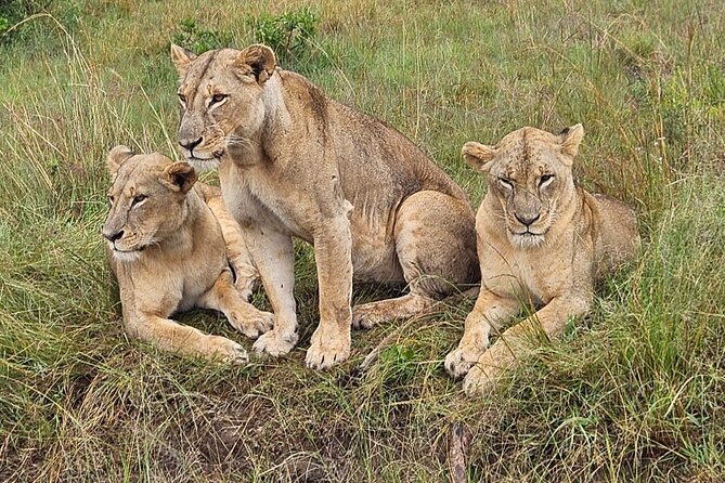 Nairobi National Park Game Drive With Free Pick Up Group Joining - What the 5:30 am pickup means for your day