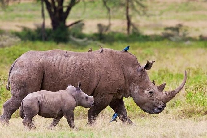 Nairobi National Park Game Drive With Free Pick Up Group Joining - The four-hour game drive
