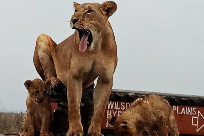 Nairobi National Park Game Drive With Free Pick Up Group Joining - Is $46 a good value?