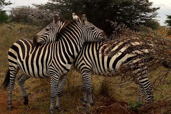 Nairobi National Park Game Drive With Free Pick Up Group Joining - Who should book this experience?