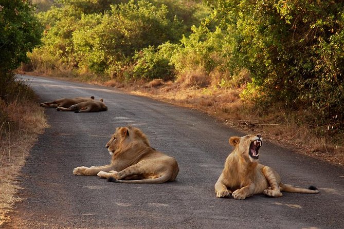 Nairobi National Park Game Drive With Free Pick Up Group Joining - Inside the open-roof safari minivan