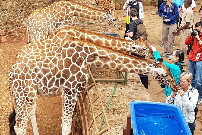 Nairobi National Park, Giraffe Center and Elephant Orphanage Day Tour from Nairobi - Who should book this experience?