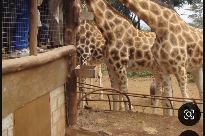 Nairobi National Park Giraffe Center Carnivore Lunch - Four hours among rhinos, lions, and city views