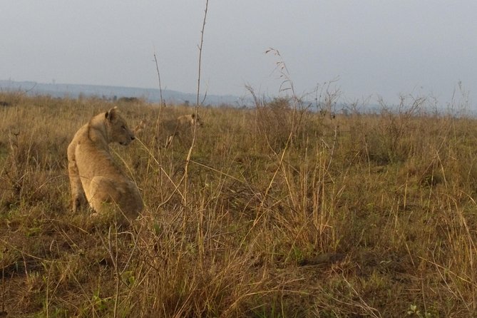 Nairobi National Park, Giraffe Center & Karen Blixen Museum - Bomas of Kenya as the alternative