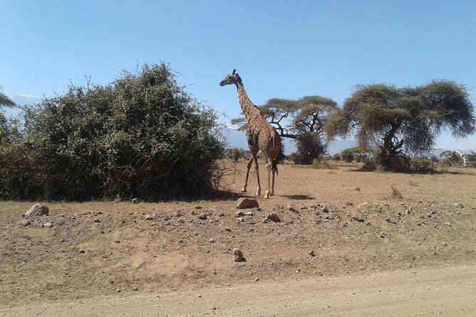 Nairobi National Park, Giraffe Center & Karen Blixen Museum - Transport, group size, and the early start