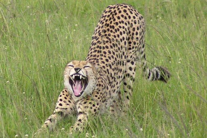 Nairobi National Park, Giraffe Center & Karen Blixen Museum - Lunch and the shape of the day