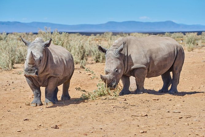 Nairobi National Park, Giraffe Center & Karen Blixen Museum - Who will get the most from this tour