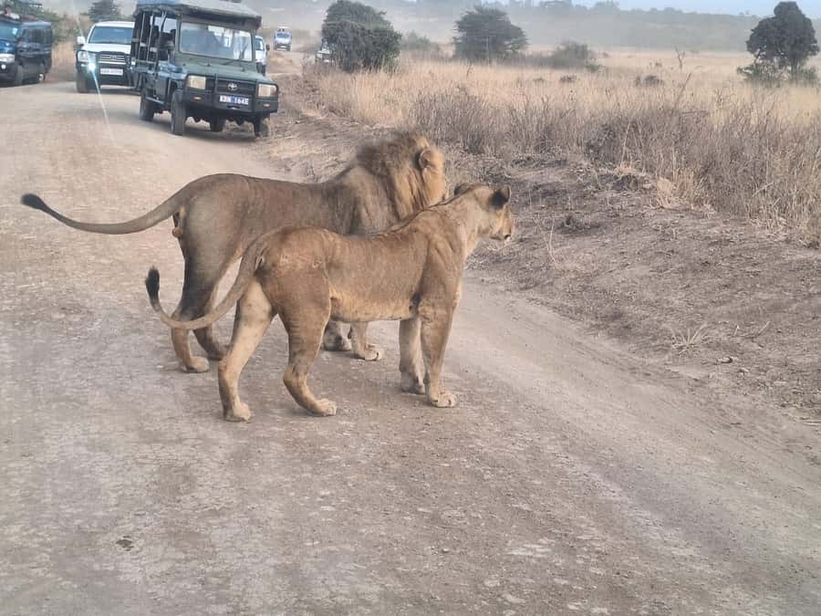 Nairobi National Park,Giraffe Center,Orpanage&Karen Blixxen - Nairobi National Park before the city wakes