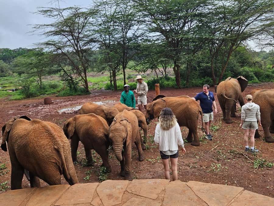 Nairobi National Park,Giraffe Center,Orpanage&Karen Blixxen - Meeting Rothschild giraffes at the Giraffe Centre
