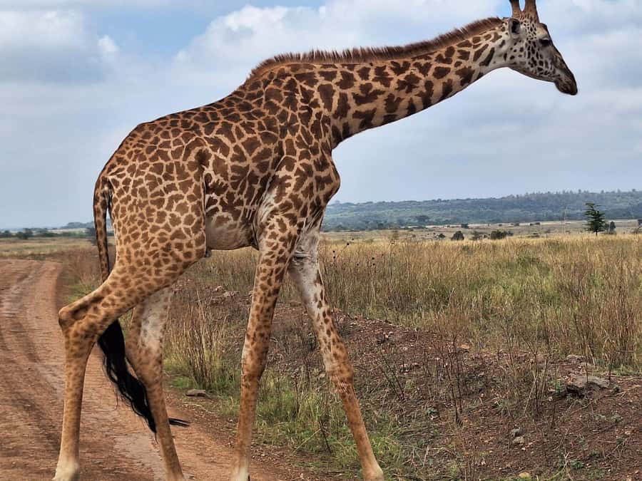 Nairobi National Park,Giraffe Center,Orpanage&Karen Blixxen - Bomas of Kenya and the country’s many cultures