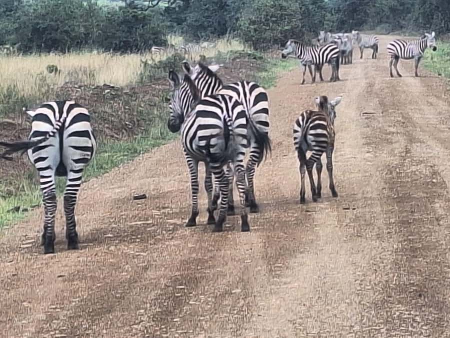 Nairobi National Park,Giraffe Center,Orpanage&Karen Blixxen - The guide can shape the whole day