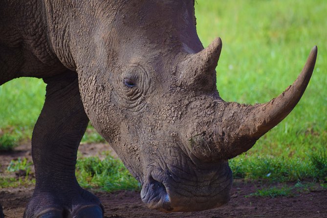 Nairobi National Park,Giraffe Centre, Karen Blixen Museum. - The David Sheldrick Wildlife Trust at feeding time