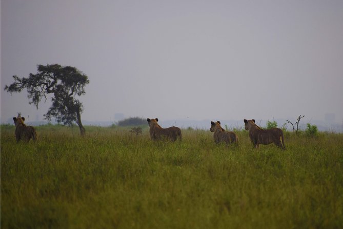 Nairobi National Park,Giraffe Centre, Karen Blixen Museum. - What the $160 group price really covers