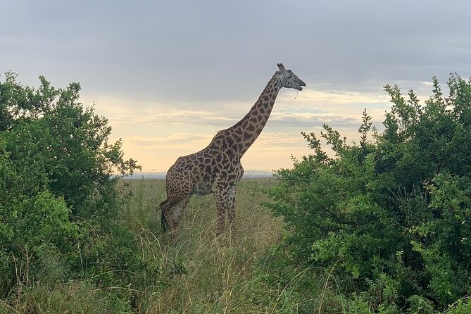 Nairobi National Park,Giraffe Centre, Karen Blixen Museum. - The airport drop-off advantage