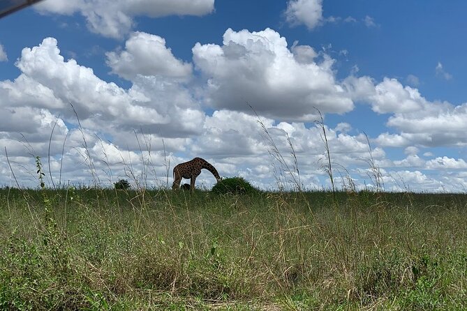 Nairobi National Park,Giraffe Centre, Karen Blixen Museum. - Who will get the most from this day