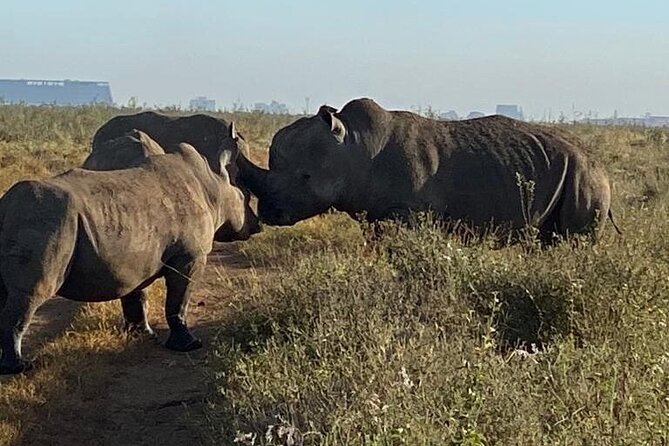 Nairobi National Park,Giraffe Centre, Karen Blixen Museum. - Booking tips that can prevent a rushed day