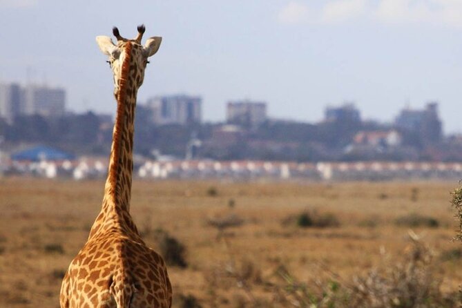 Nairobi National Park Group Shared Tour - Why this short Nairobi safari works