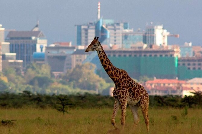 Nairobi National Park Group Shared Tour - The early morning game drive and four hours in the park