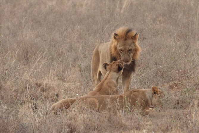 Nairobi National Park Group Shared Tour - Four of the Big Five, plus the park’s other wildlife