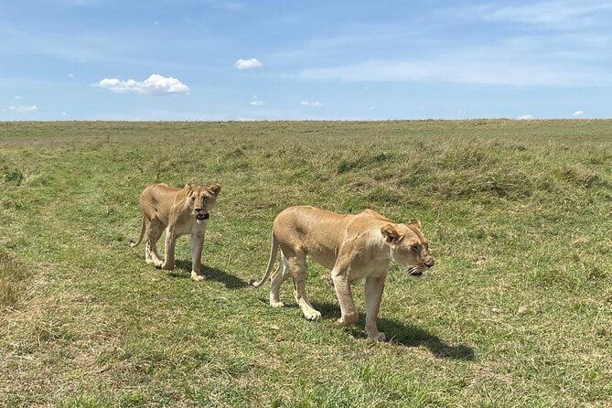 Nairobi National Park Group Shared Tour - The river, hippos, crocodiles, and a change of scenery