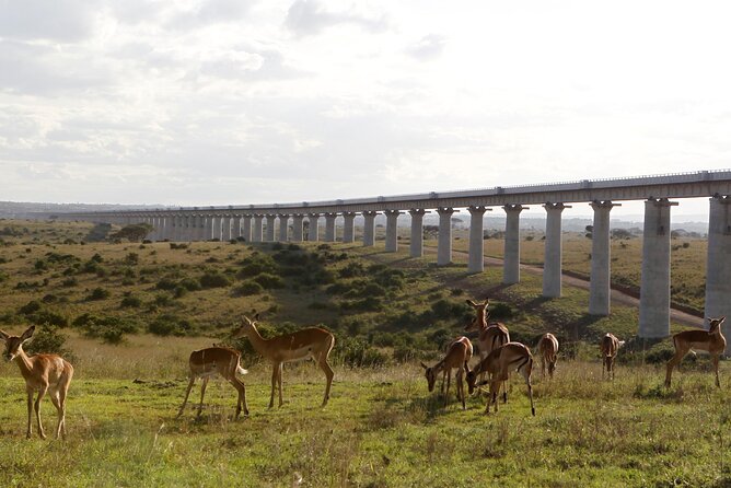 Nairobi National Park Group Shared Tour - What the $44 price really buys you