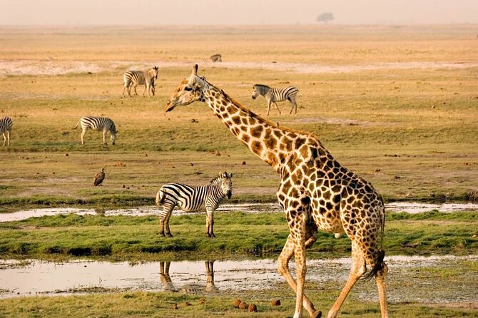Nairobi National Park Group Tour - The city skyline is part of the photo story