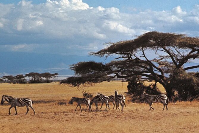 Nairobi National Park Group Tour - The ivory burning site adds a conservation lesson