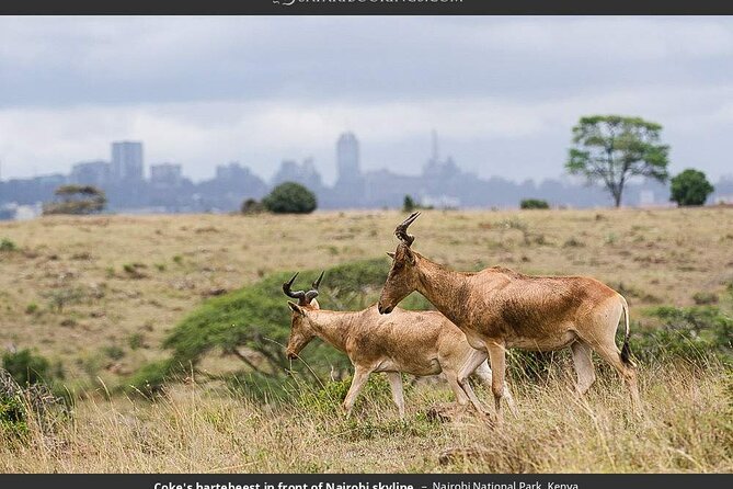 Nairobi National Park Group Tour - Is $40 good value?