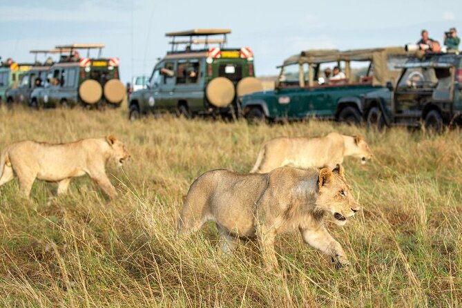 Nairobi National Park Group Tour. - Pickup, the gate, and the open-roof 4WD