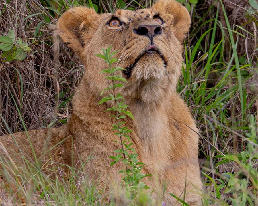 Nairobi: National Park Guided Game Drive - A real safari close to Nairobi