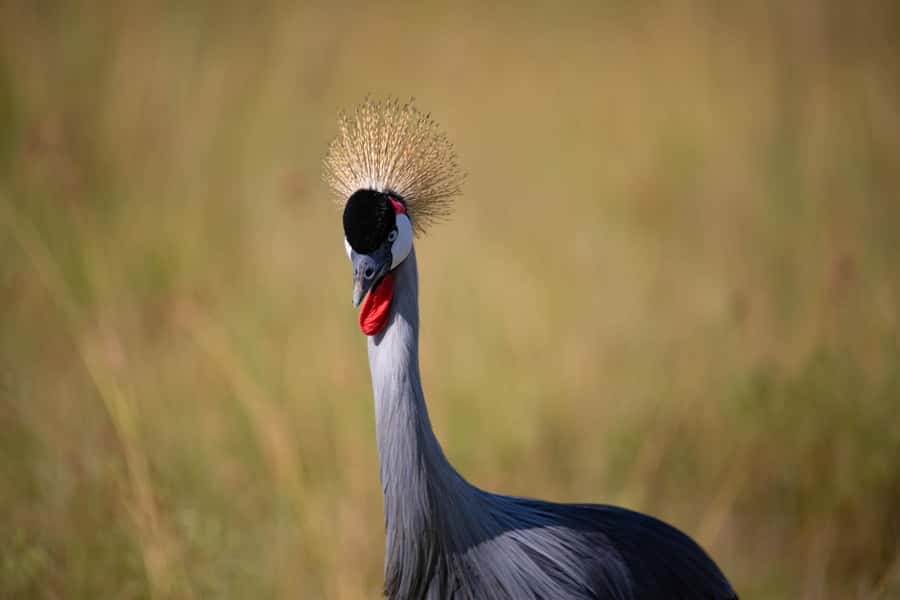 Nairobi: National Park Guided Game Drive - Grasslands, riverbanks, and forest patches