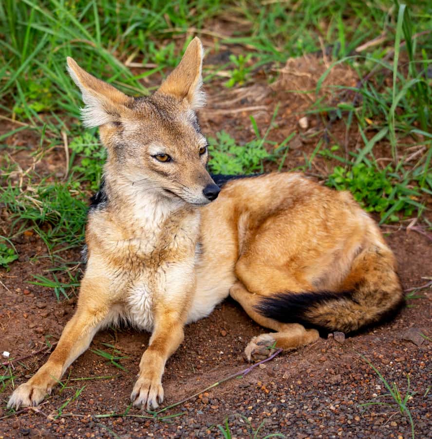 Nairobi: National Park Guided Game Drive - Guides who explain more than names