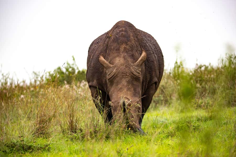 Nairobi: National Park Guided Game Drive - Is $45 a good deal?