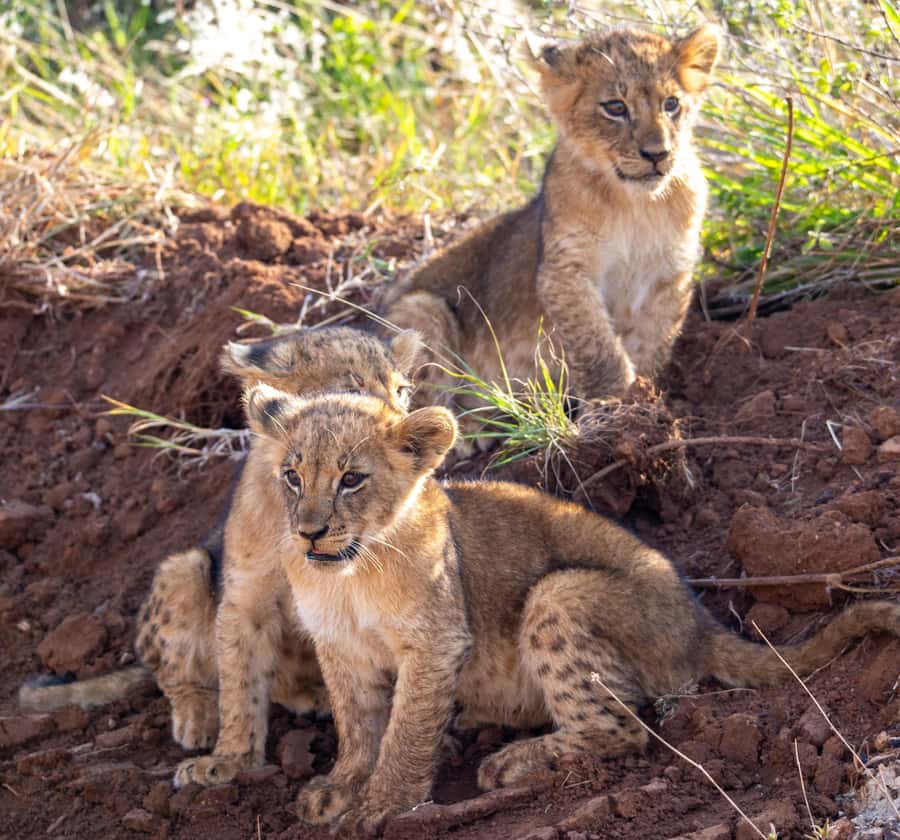 Nairobi: National Park Guided Game Drive - Photography, comfort, and what to pack
