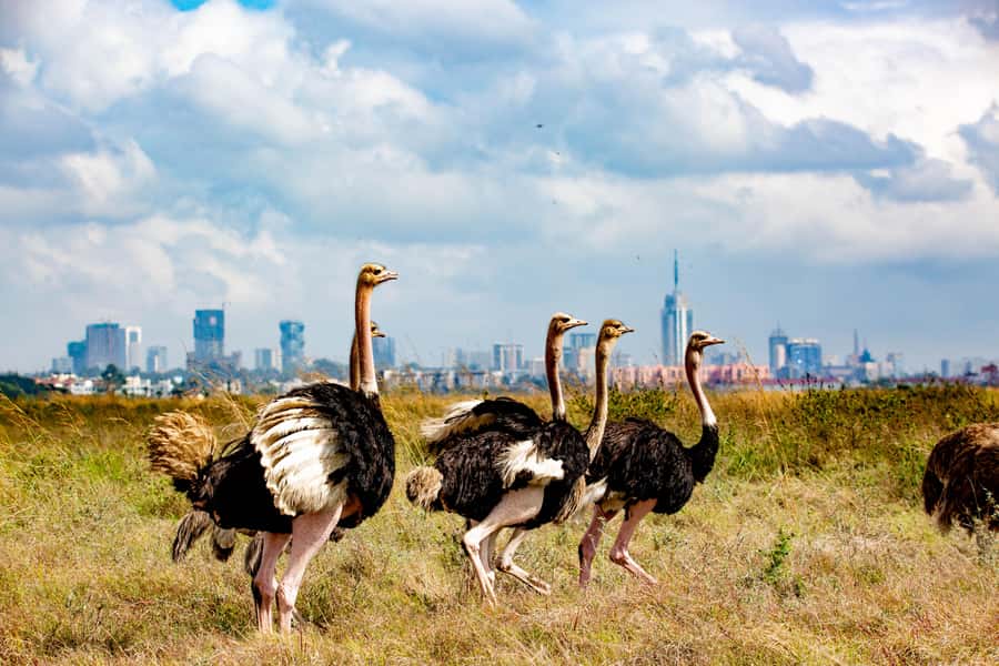 Nairobi: National Park Guided Game Drive For 5 Hours - Key Things to Know Before You Go