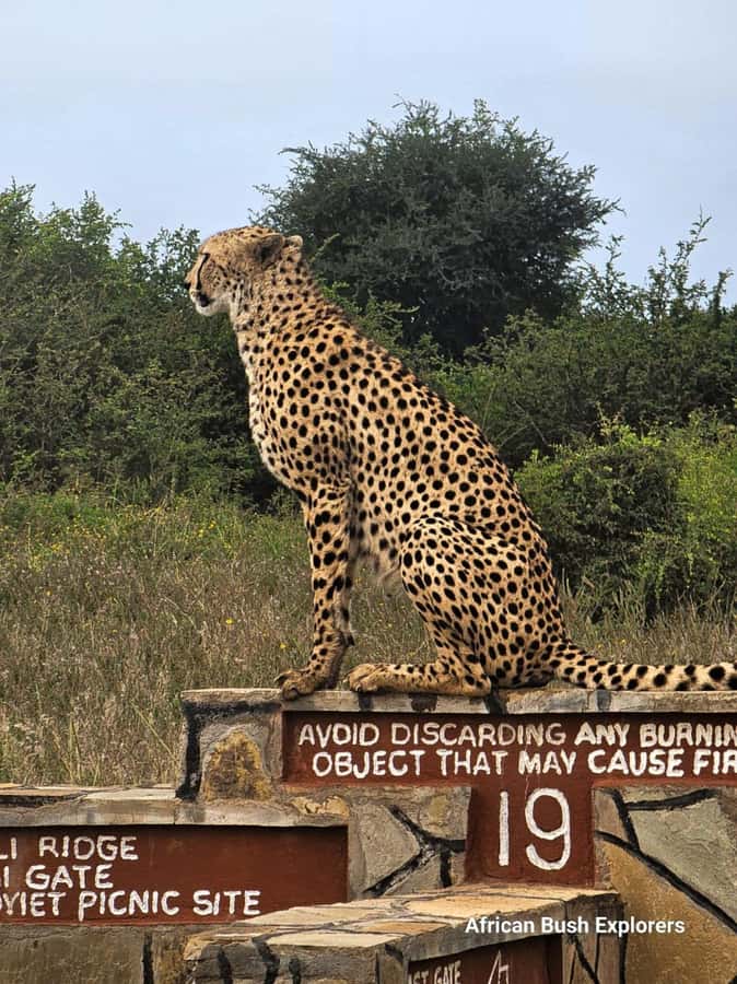 Nairobi: National Park Guided Game Drive For 5 Hours - The Wildlife You May See